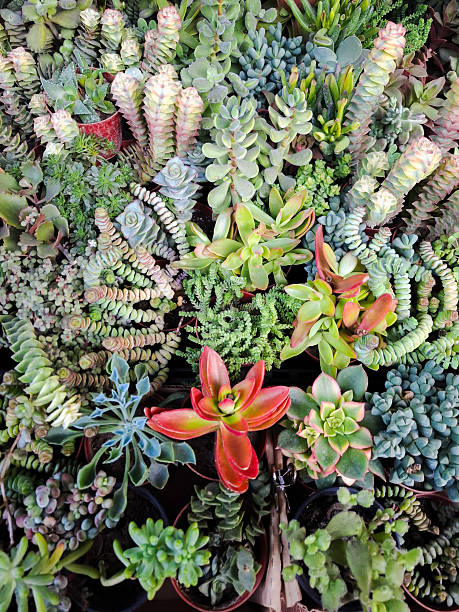 Close-up of a variety mini succulents