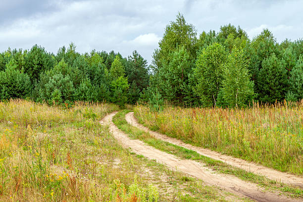 istock A dirt road through a green summer forest under a cloudy sky. 2229547542