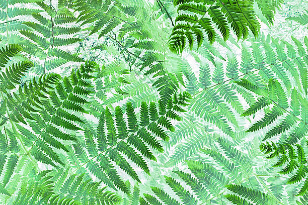 istock Lush green ferns display intricate patterns in natural light in summer against a white background. 2229550276