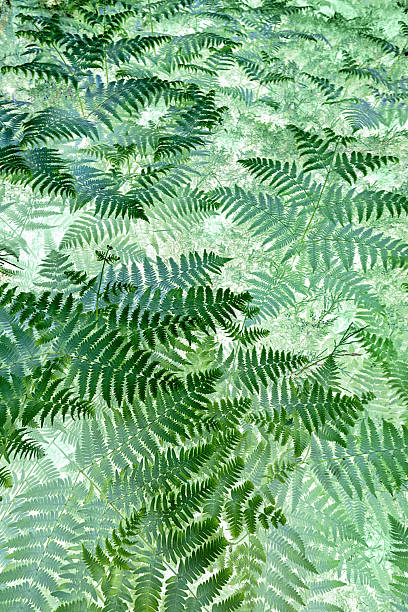 Lush green ferns display intricate patterns in natural light in summer against a white background.