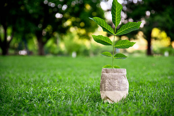 Young tree seedling ready for transplanting into nature, Copy space