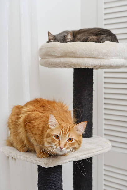 istock Gray and red cat on the cat tree scratching post 2229552059
