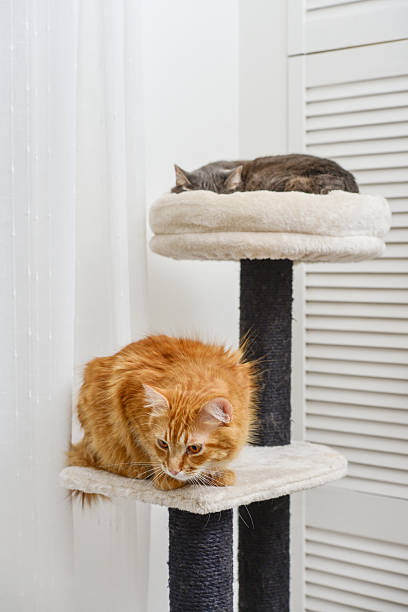 istock Gray and red cat on the cat tree scratching post 2229552062