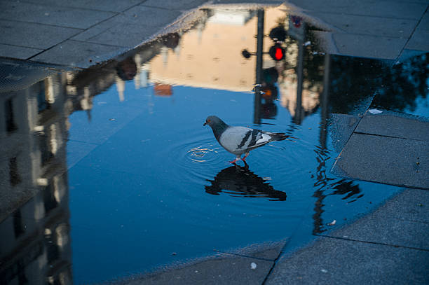 istock Pidgeon drinking with a reflection in the water 2229552416