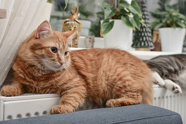 istock ginger cat relaxing on the warm radiator 2229552716