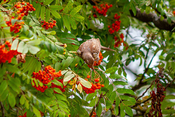Close-up of a blackbird sitting on a branch feeding on bright red rowan berries among green leaves in autumn. Wildlife and landscape captured outdoors in vibrant seasonal colors.