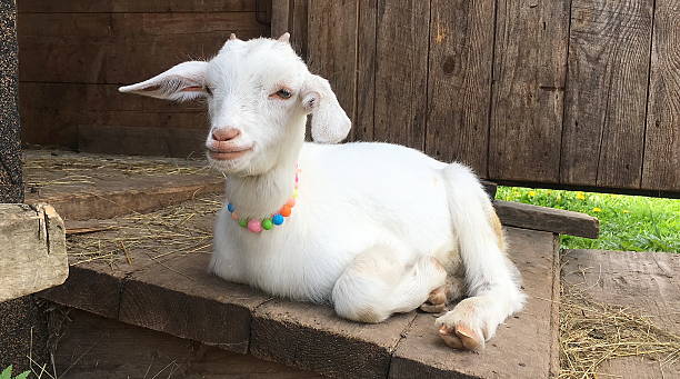 istock A little goat in a necklace 2229553644