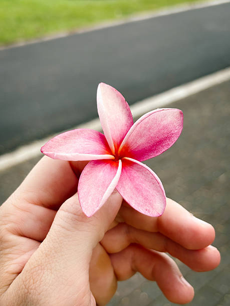 istock Hand Holding a Pink Tropical Plumeria Flower 2229554220