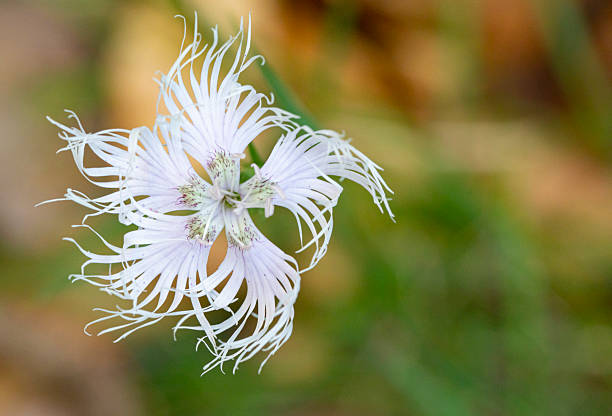 Dianthus hyssopifolius, the fringed pink (a name it shares with Dianthus superbus), is a species of flowering plant in the family Caryophyllaceae.[2][3] It is native to Portugal, Spain, and France