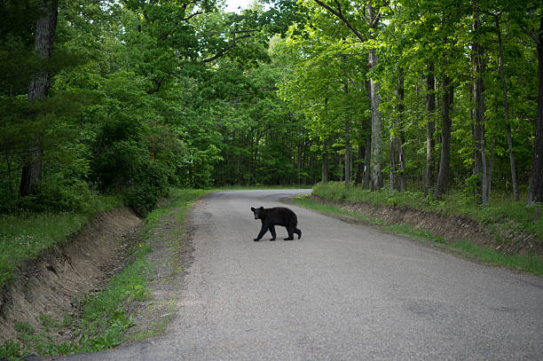 istock Black bear walking across a country road 2229554966
