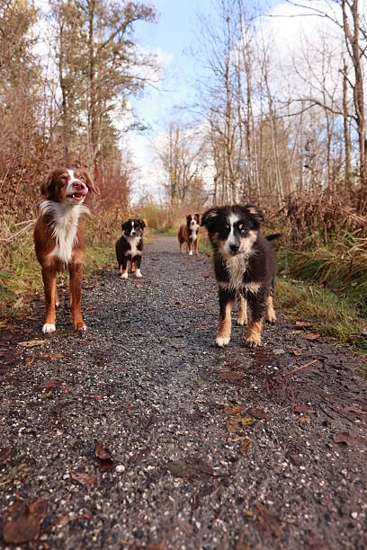 A group of four dogs are walking down a path in the woods. The dogs are brown and white and appear to be enjoying their walk. .