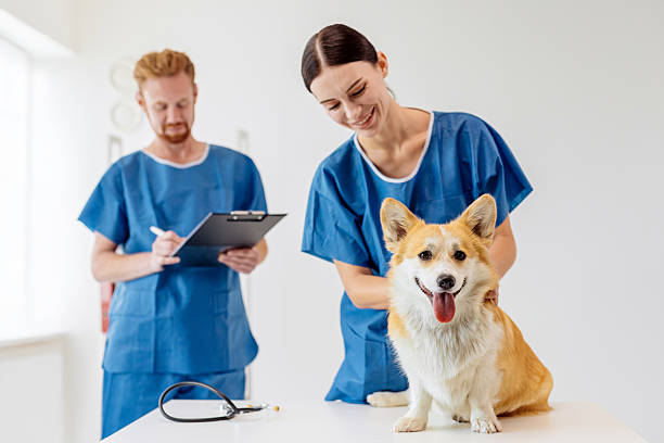 istock Veterinarian in blue scrubs examining a corgi dog on a table, while a male assistant holds a tablet, showcasing a modern veterinary clinic 2229557635