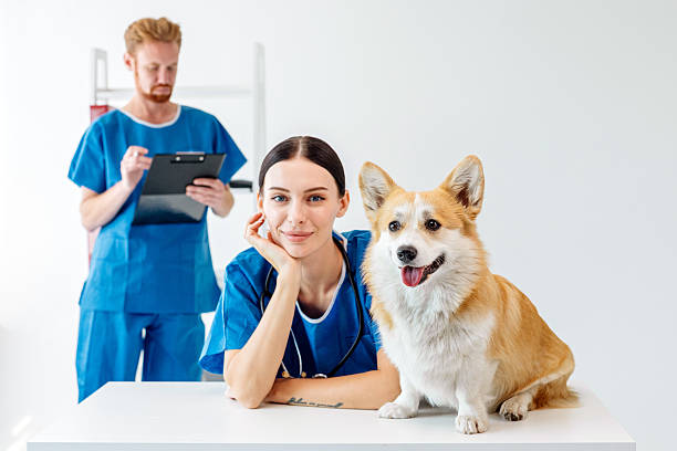 istock Veterinarian in blue scrubs examining a corgi dog on a table, while a male assistant holds a tablet, showcasing a modern veterinary clinic 2229557721