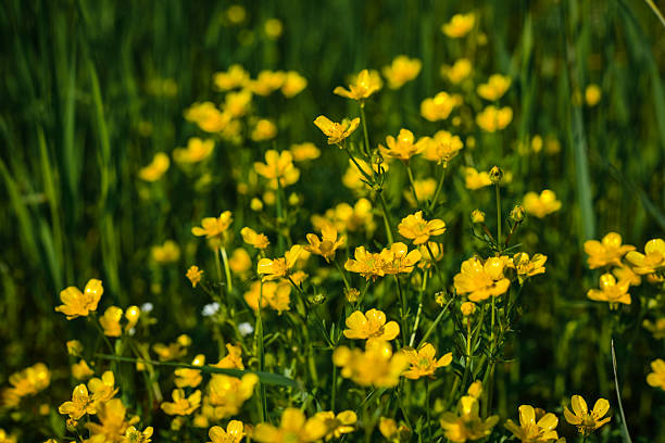 istock Yellow wildlife flowers 2229558225