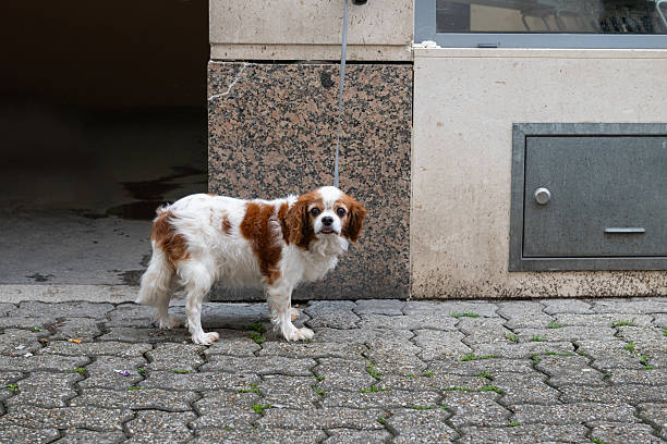 A cute dog waiting on the sidewalk with its leash. A Cavalier King Charles Spaniel.