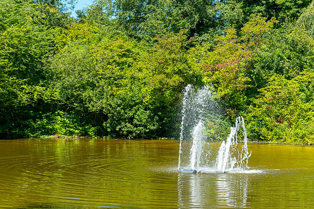 Ducks and other birds swimming in a pond with a water jet in a public park, Campo Grande, Valladolid. Ducks in an open-air park. Valladolid, Castile and León, Spain - November 3, 2025.