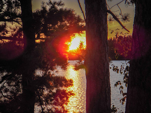 This serene image captures a vibrant sunset glowing through tall pine trees along the edge of a lake. The fiery sun rests low in the sky, casting a golden shimmer across the rippling water and painting the surrounding treetops with soft orange and red hues. The dense silhouette of the pine trunks and needles creates a strong frame around the bright focal point. The light peeking through the trees creates a peaceful, reflective mood, making this photo an ideal representation of quiet evenings in a forested lakeside environment in the USA.