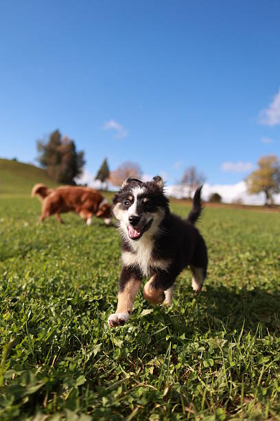 istock A young dog is running through a grassy field 2229560651