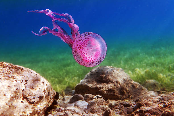 istock Mauve Stinger Purple Jellyfish - (Pelagia noctiluca) 2229560938