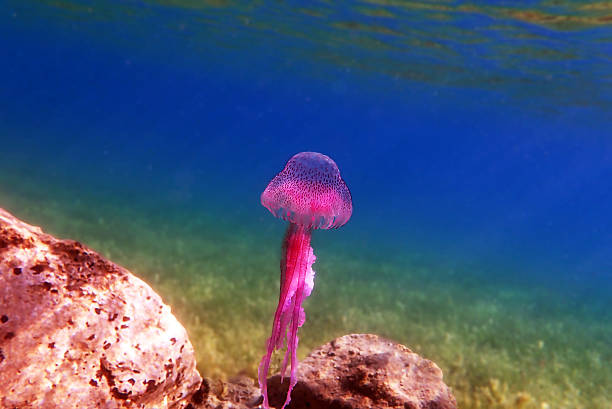 Mauve stinger jellyfish are typically 1 to 5 inches in diameter and are colored pink, mauve, or light brown with a phosphorescent bell.