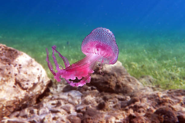 istock Mauve Stinger Purple Jellyfish - (Pelagia noctiluca) 2229561177