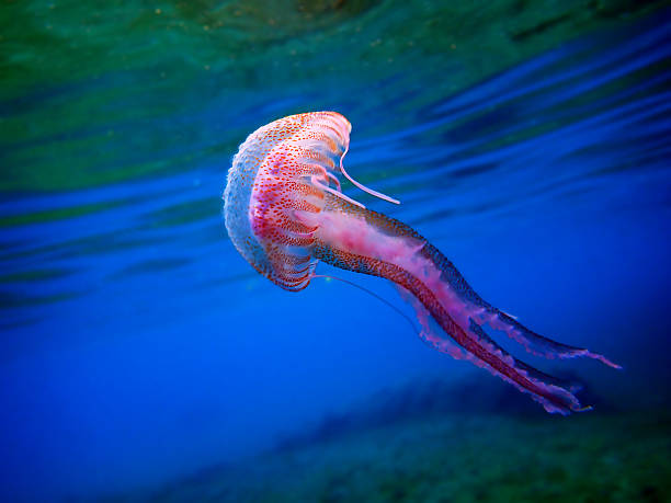 istock Mauve Stinger Purple Jellyfish - (Pelagia noctiluca) 2229561207