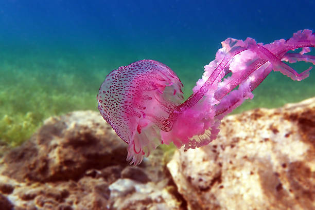 istock Mauve Stinger Purple Jellyfish - (Pelagia noctiluca) 2229561210
