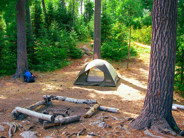 This daytime photo captures a classic backcountry campsite nestled in a forest clearing. At the center of the image sits a green and beige dome tent pitched on a flat area covered in pine needles and dirt. In the foreground is a primitive fire ring made of birch logs and rocks, with a metal cooking grate built into the fire pit. A large blue backpack leans against a tree to the left, indicating a hiker's temporary stop. Towering pine trees cast dappled sunlight across the scene. The surrounding forest is dense with green underbrush and small firs, reflecting a remote and peaceful wilderness setting.