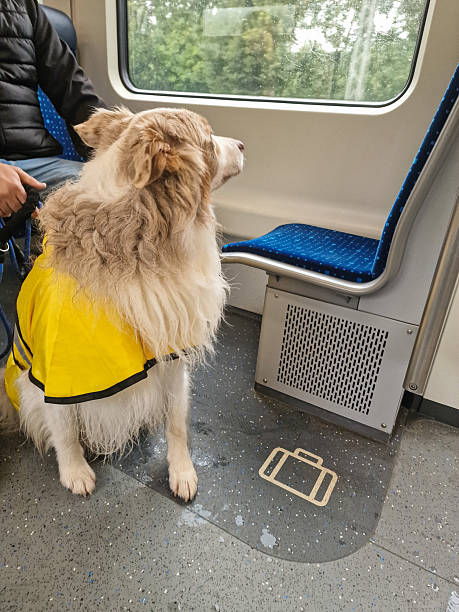 istock Border Collie dog riding a train 2229561689