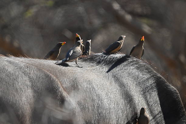 istock Ox birds on the buffalo’s back 2229563065