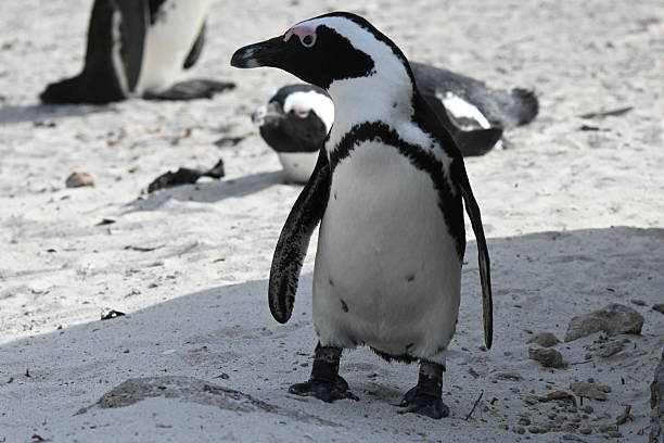 istock African penguin portrait 2229563135