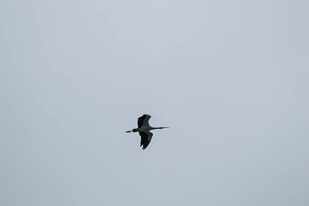 istock asian openbill bird flying on sky background 2229564797