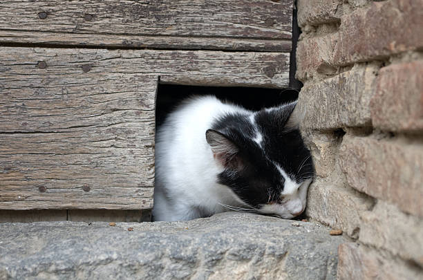 istock A curious black and white cat peeks from a hole in a wall 2229565662