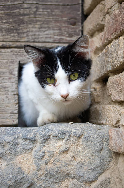 istock A black and white cat is curiously peeking out of a hole in a brick wall 2229565733