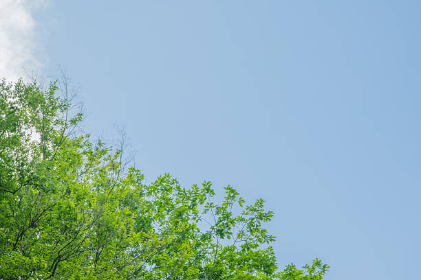 istock Fresh Green Leaves on a Blue Sky Background - Summer nature frame with copy space for eco or hope concepts. 2229565754