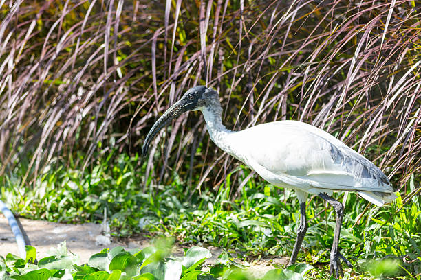 A magnificent great blue heron, or Ardea cinerea, stands tall in the grass, a large wading bird with a long beak, grey-blue feathers, and a watchful eye on the Florida water