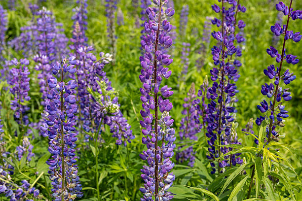 istock Purple lupins create a striking display in a blooming field under bright sunshine, showcasing nature's beauty in spring 2229568895