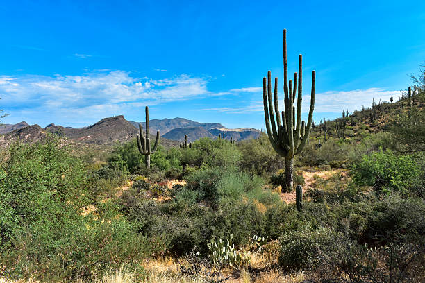 istock Stunning desert landscape near Phoenix, Arizona 2229569678