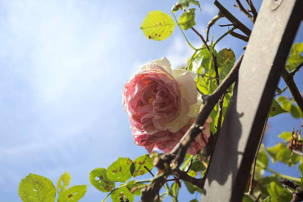 A charming house exterior is decorated with vibrant roses in full bloom, climbing along the walls and arranged in hanging pots. The rich red, pink, and peach flowers create a lively and welcoming atmosphere. The image reflects the beauty of summer gardening and home decoration with natural elements.