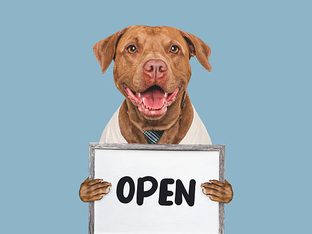 istock Cute dog and signboard with inscription OPEN 2229572301