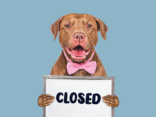 istock Cute dog and signboard with inscription CLOSED 2229572309