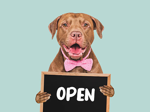 istock Cute dog and signboard with inscription OPEN 2229572361