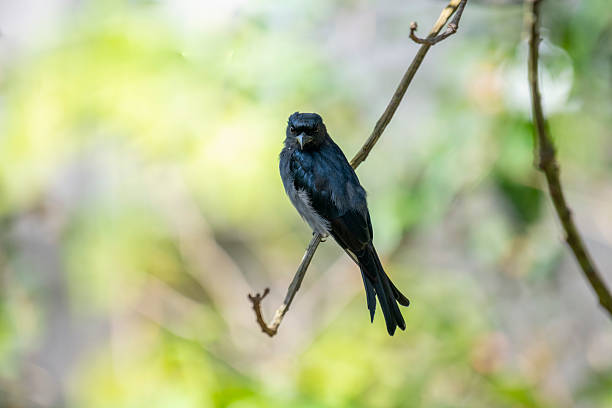 istock White-bellied Drongo perches gracefully on a slender branch. 2229572628