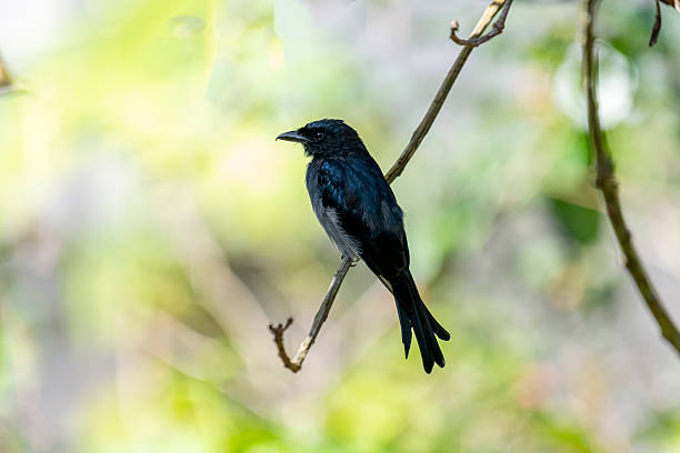 istock White-bellied Drongo perches gracefully on a slender branch. 2229572663