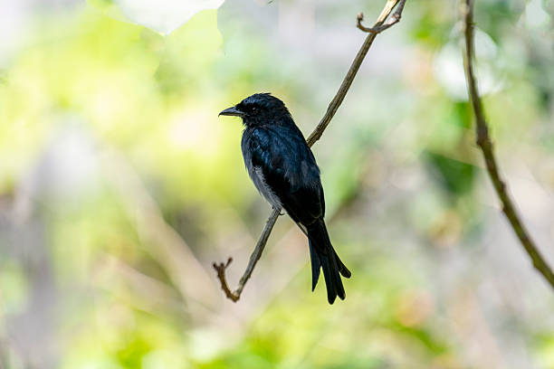 istock White-bellied Drongo perches gracefully on a slender branch. 2229572701