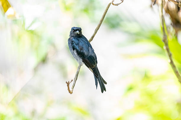 istock White-bellied Drongo perches gracefully on a slender branch. 2229572705