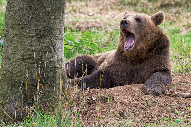 European brown bear playing in the pool