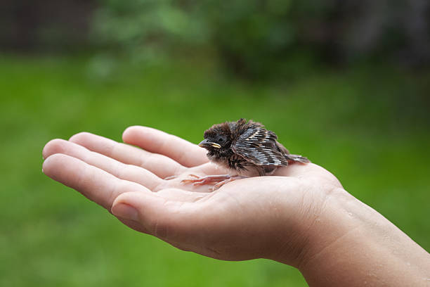 A man holds a baby sparrow in his hand.