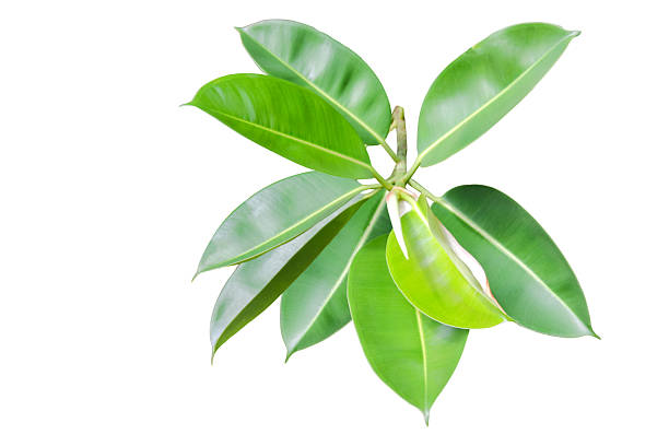istock 2. Cut out Indian Rubber Tree or Ficus Elastica tree with clipping path 2229573664