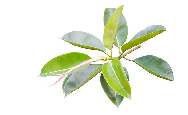 istock 3. Cut out Indian Rubber Tree or Ficus Elastica tree with clipping path 2229573673